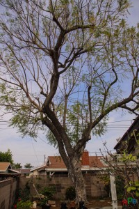 Mr. DAPs Railway - Tree Removal