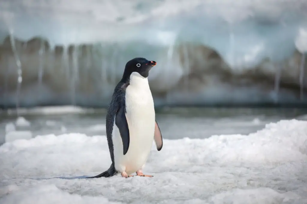 Disneynature "Penguins"