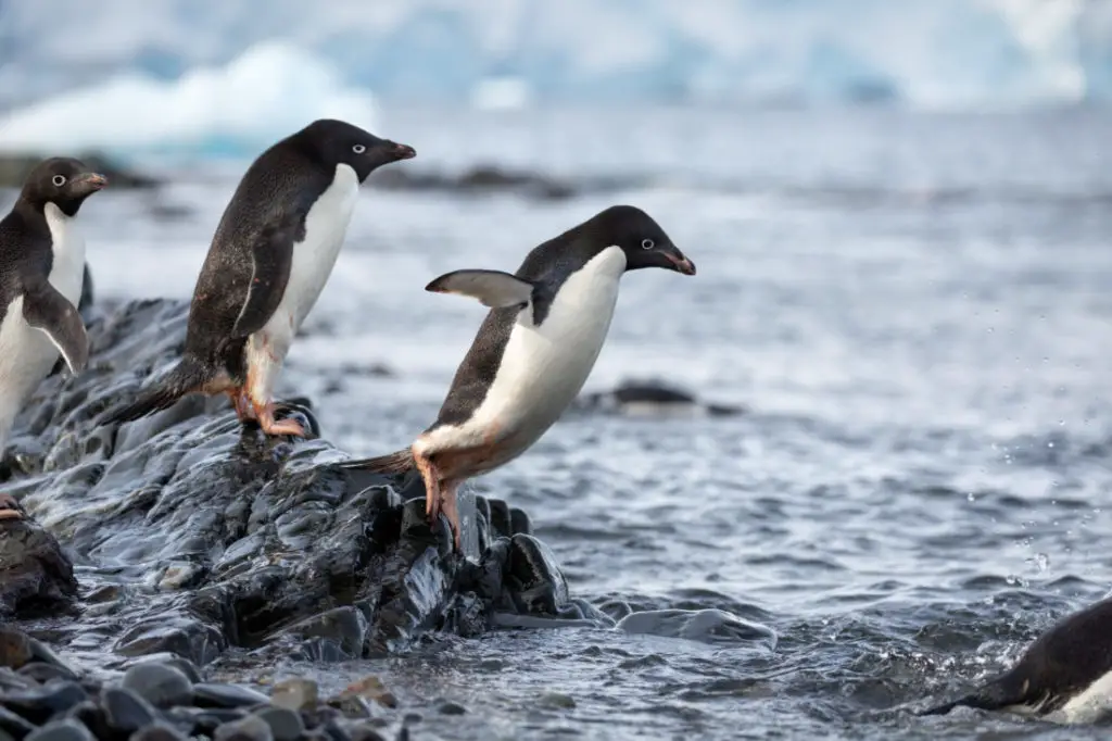 Disneynature "Penguins"