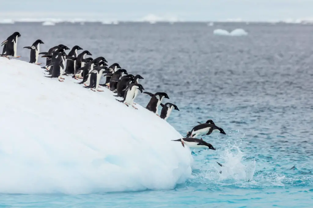 Disneynature "Penguins"