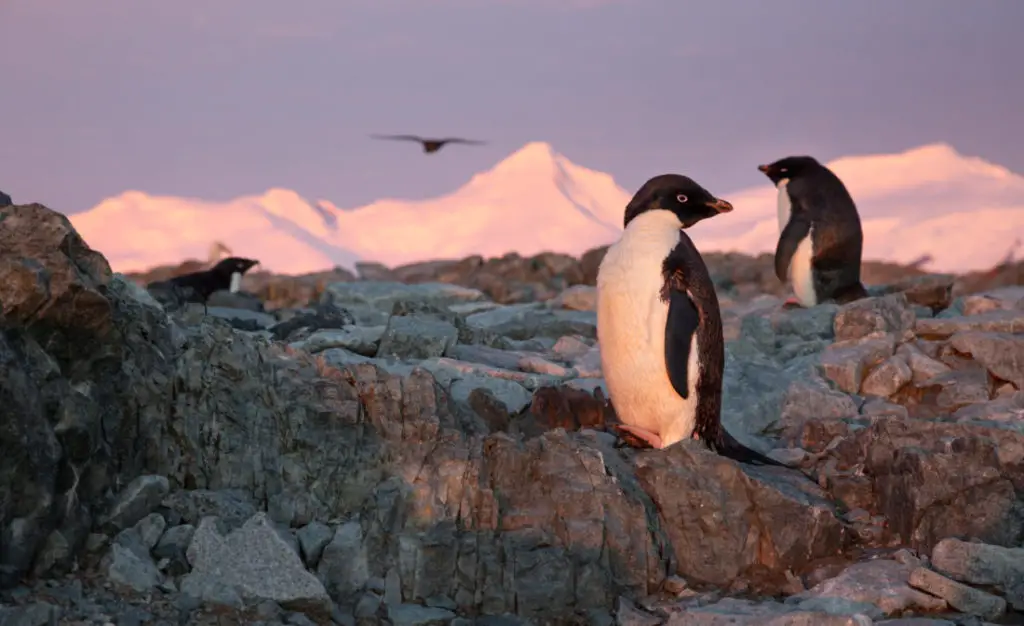 Disneynature "Penguins"